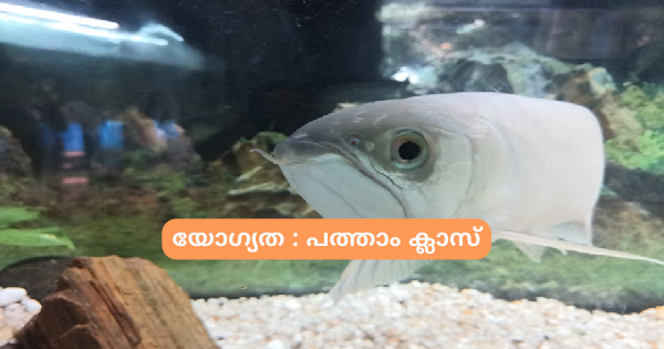 അക്വാറിയം കീപ്പര്‍ ആവാം